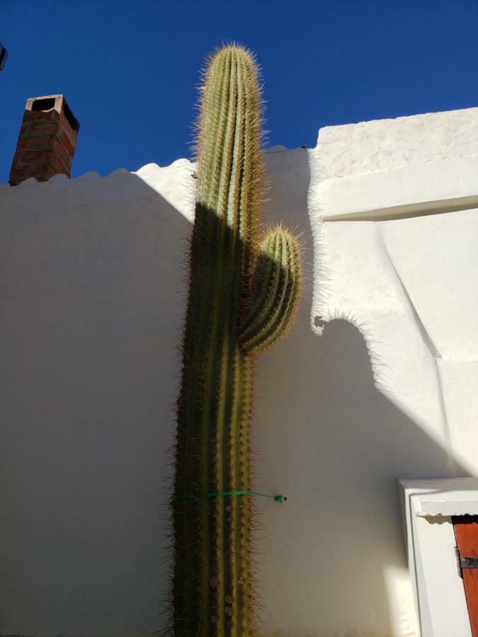 Casa Cactus Cafayate Hotel Exterior foto
